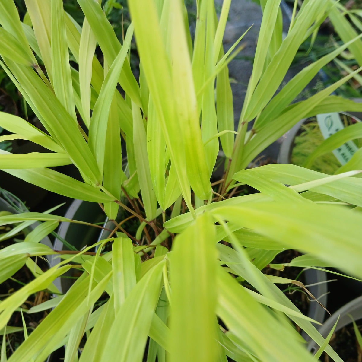 Hakonechloa macra 'All Gold' (2L)