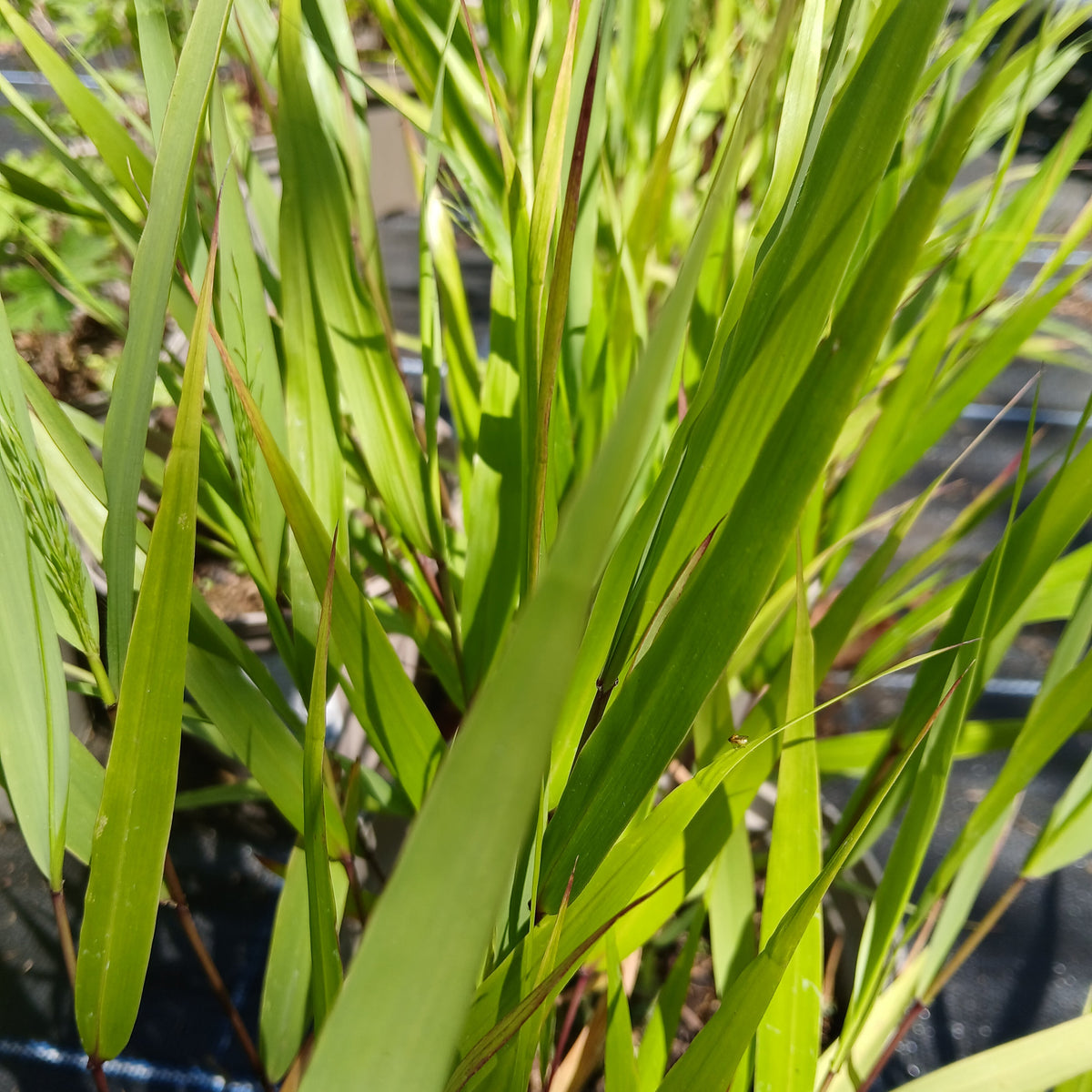 Hakonechloa macra (2L)