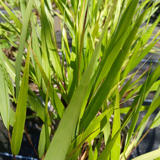 Hakonechloa macra (2L)