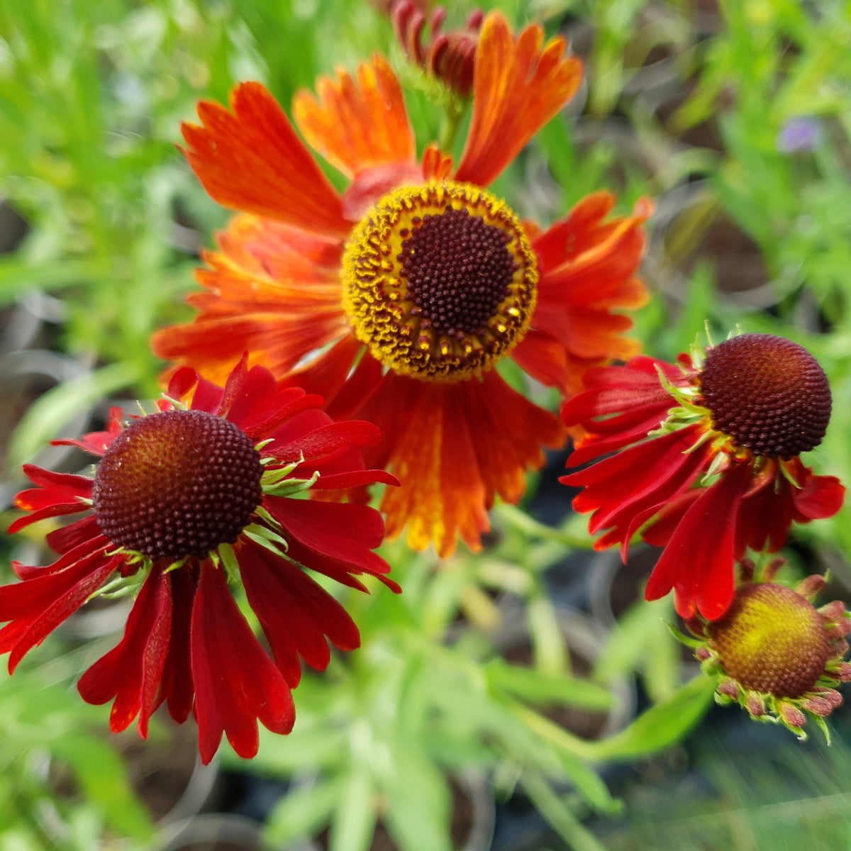 Helenium 'Moerheim Beauty' (2L)