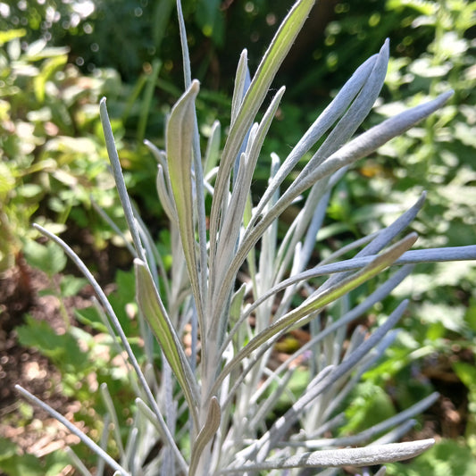 Helichrysum thianschanicum 'White Wonder' (1L)