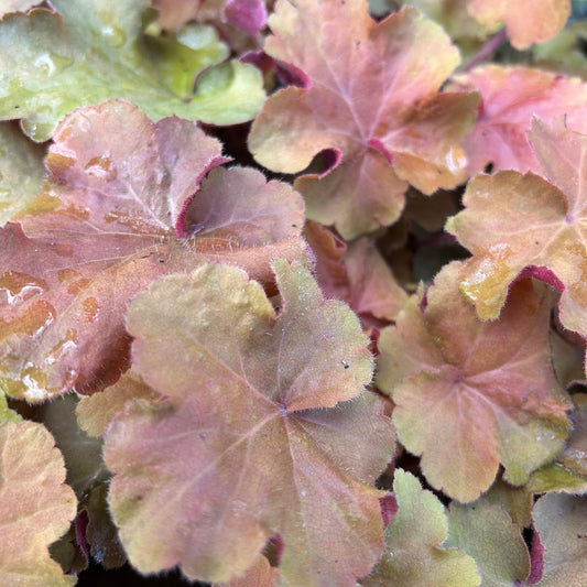Heuchera 'Caramel' (9cm) (PBR)