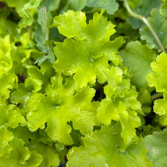 Heuchera 'Lime Marmalade' (9cm)