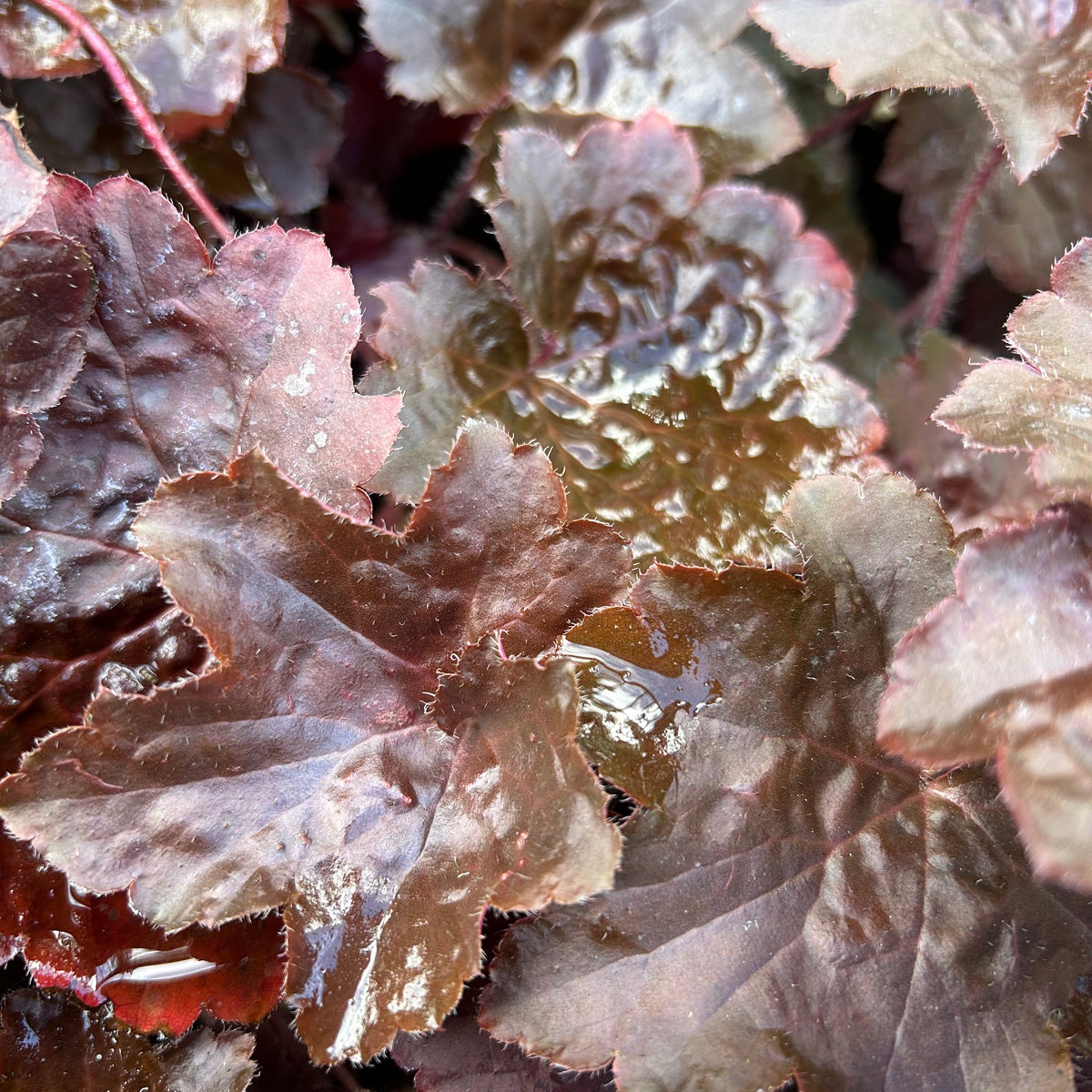 Heuchera villosa 'Palace Purple' (9cm)