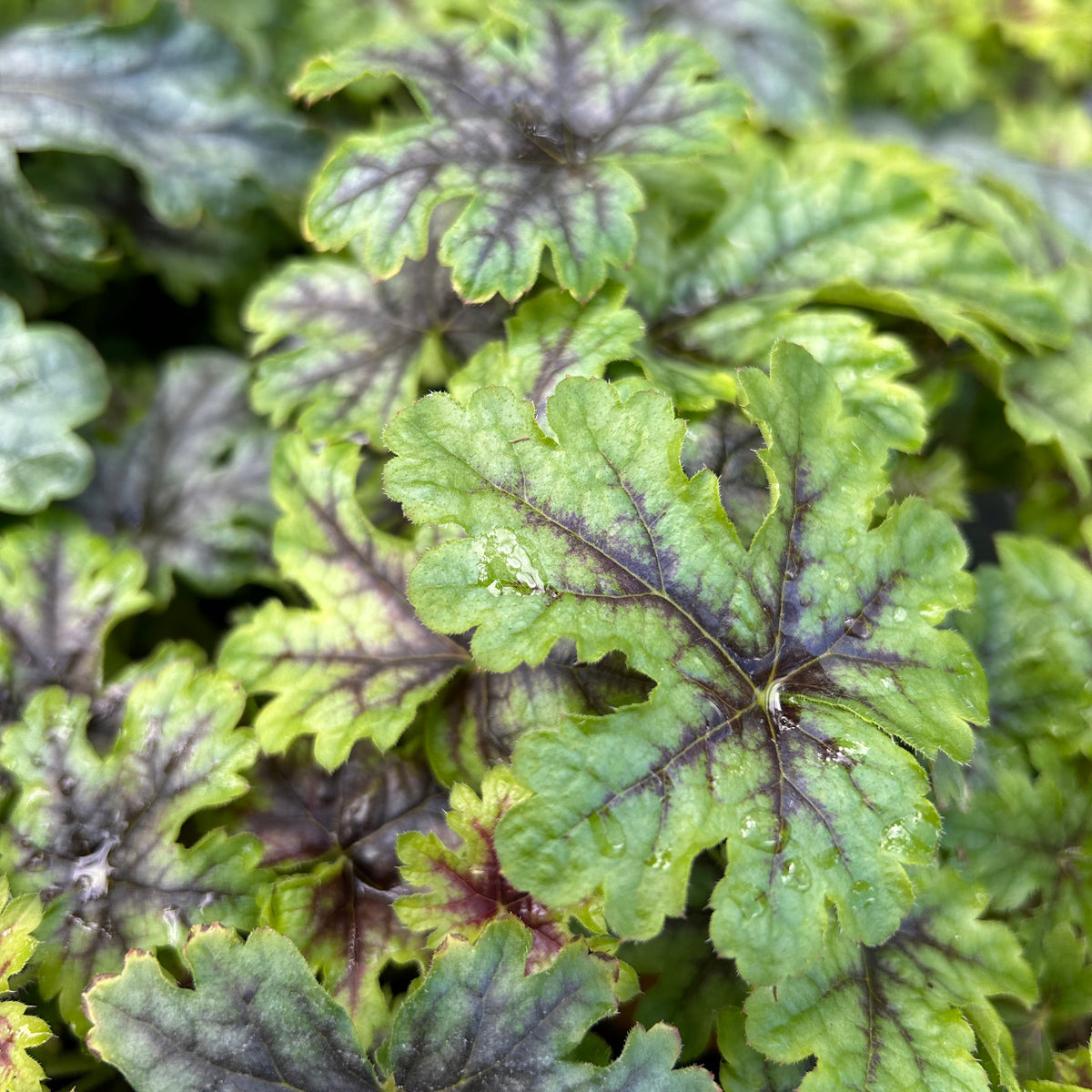x Heucherella 'Tapestry' (9cm) (PBR)