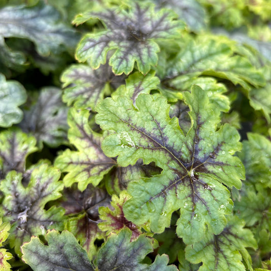 x Heucherella 'Tapestry' (9cm) (PBR)