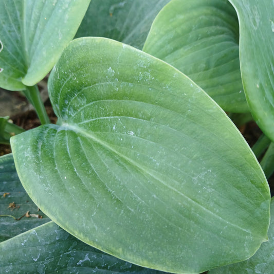 Hosta 'Prince of Wales' (2L)