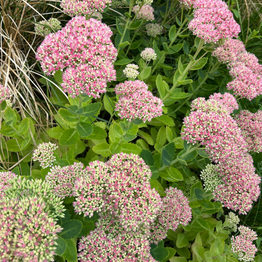 Hylotelephium   'Herbstfreude' ('Autumn Joy' )  (2L)