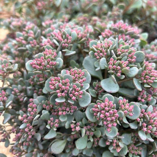 Hylotelephium cauticola 'Coca Cola' (2L)