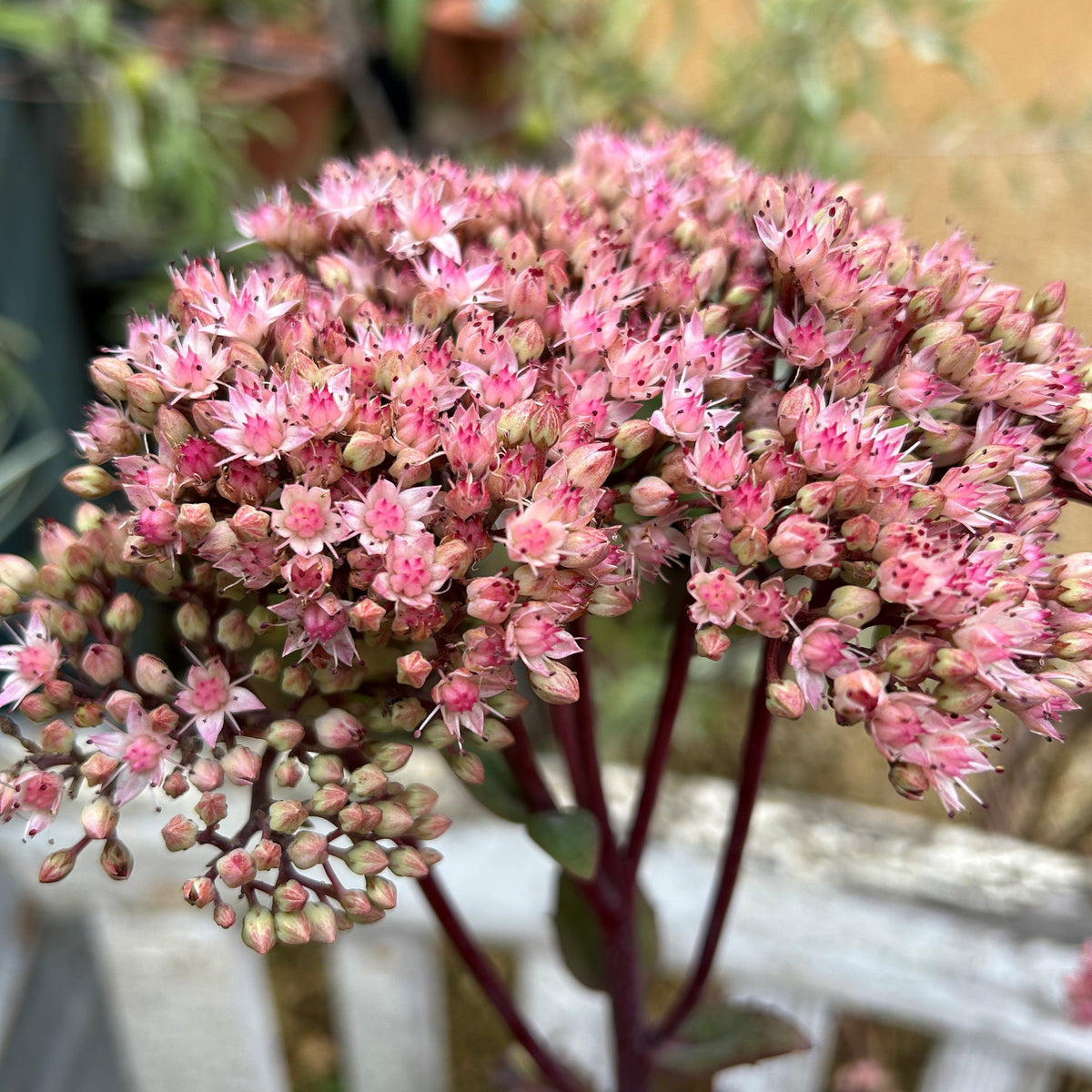 Hylotelephium 'Joyce Henderson' (1L)