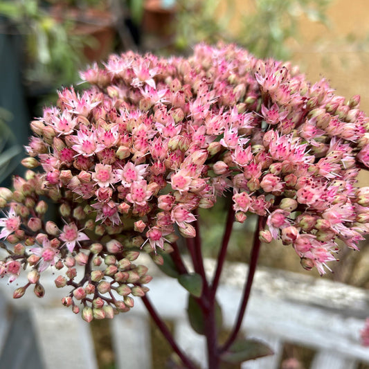 Hylotelephium 'Joyce Henderson' (1L)