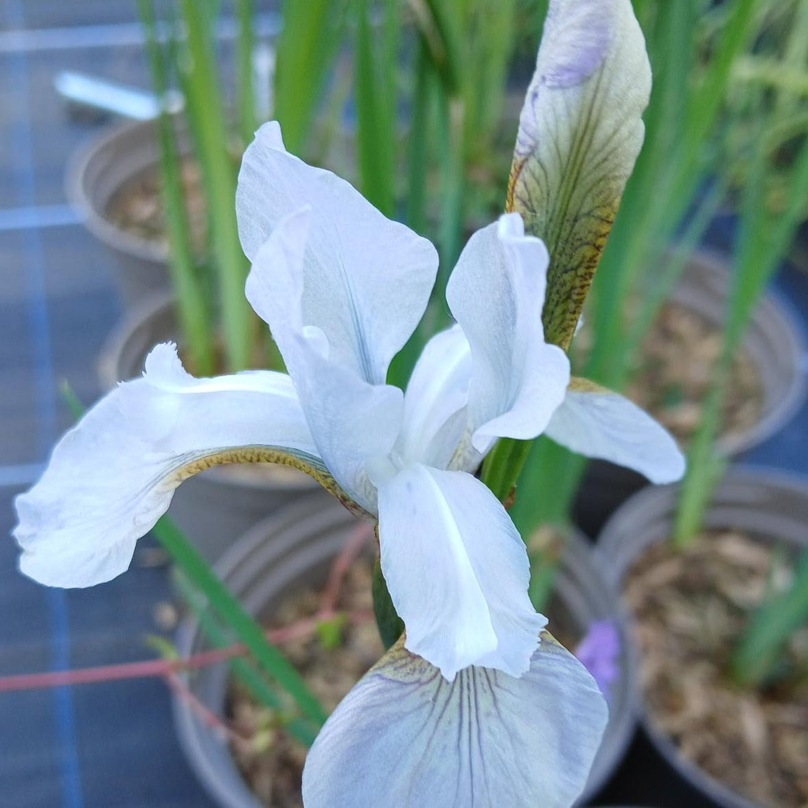 Iris 'Mrs Rowe' (2L)