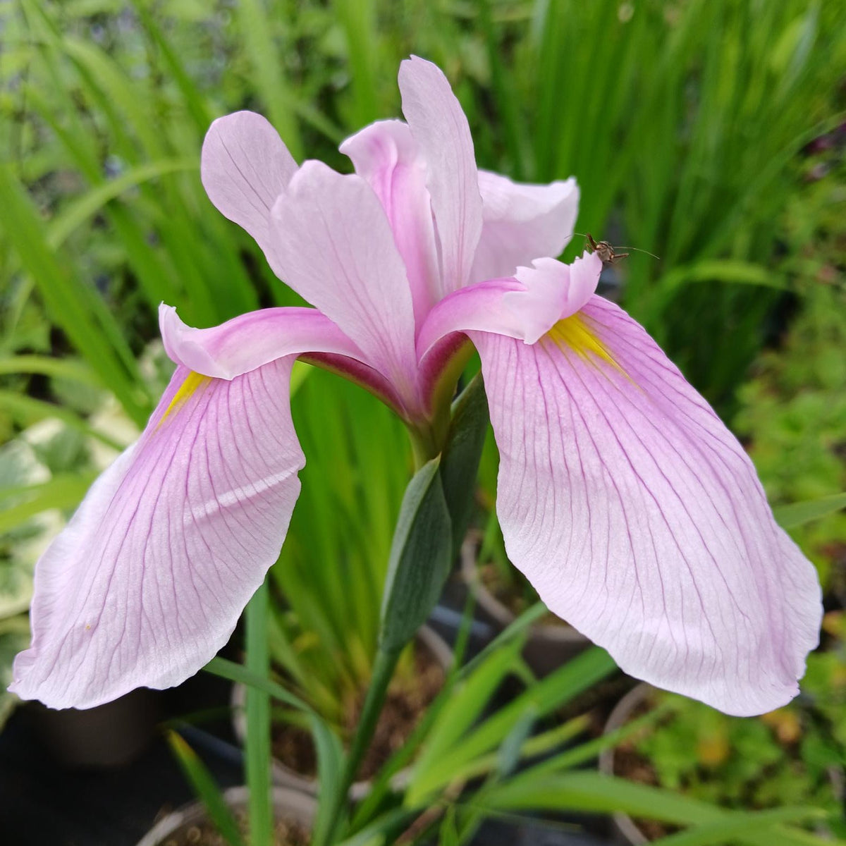 Iris ensata 'Rose Queen' (3L)