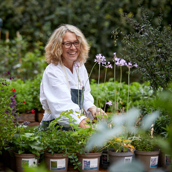Summer Containers - Friday, May 8 - 11am-1pm