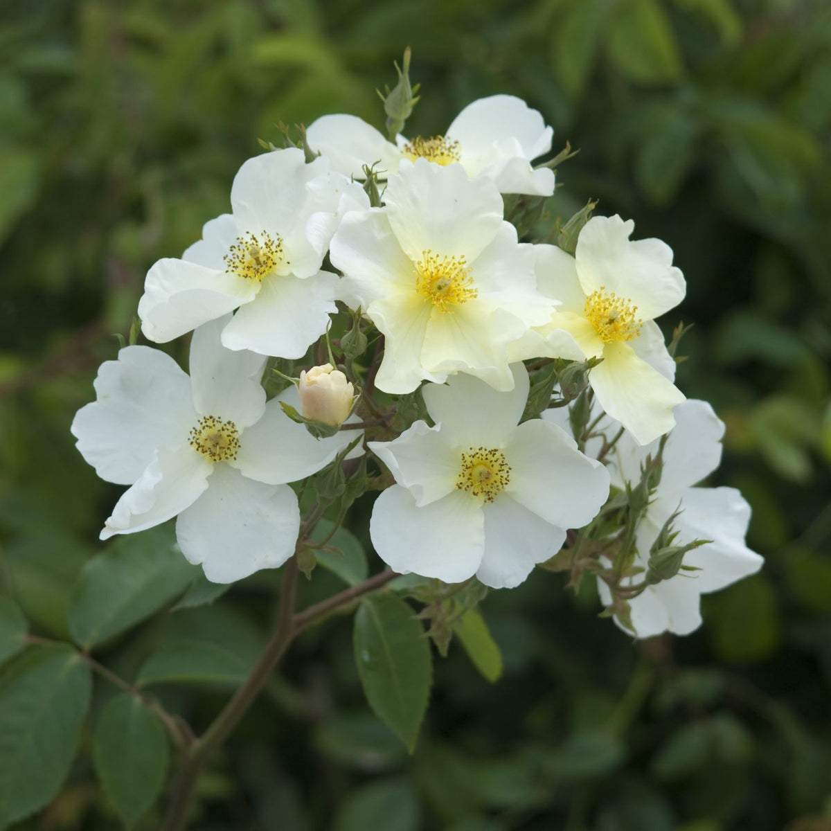 Kew Gardens (English Shrub)