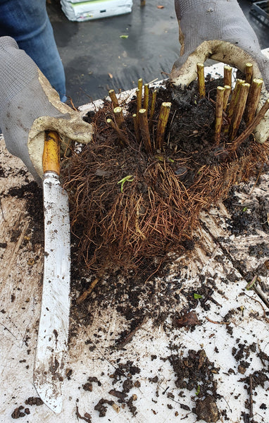Plants for Free - Tuesday, October 15th