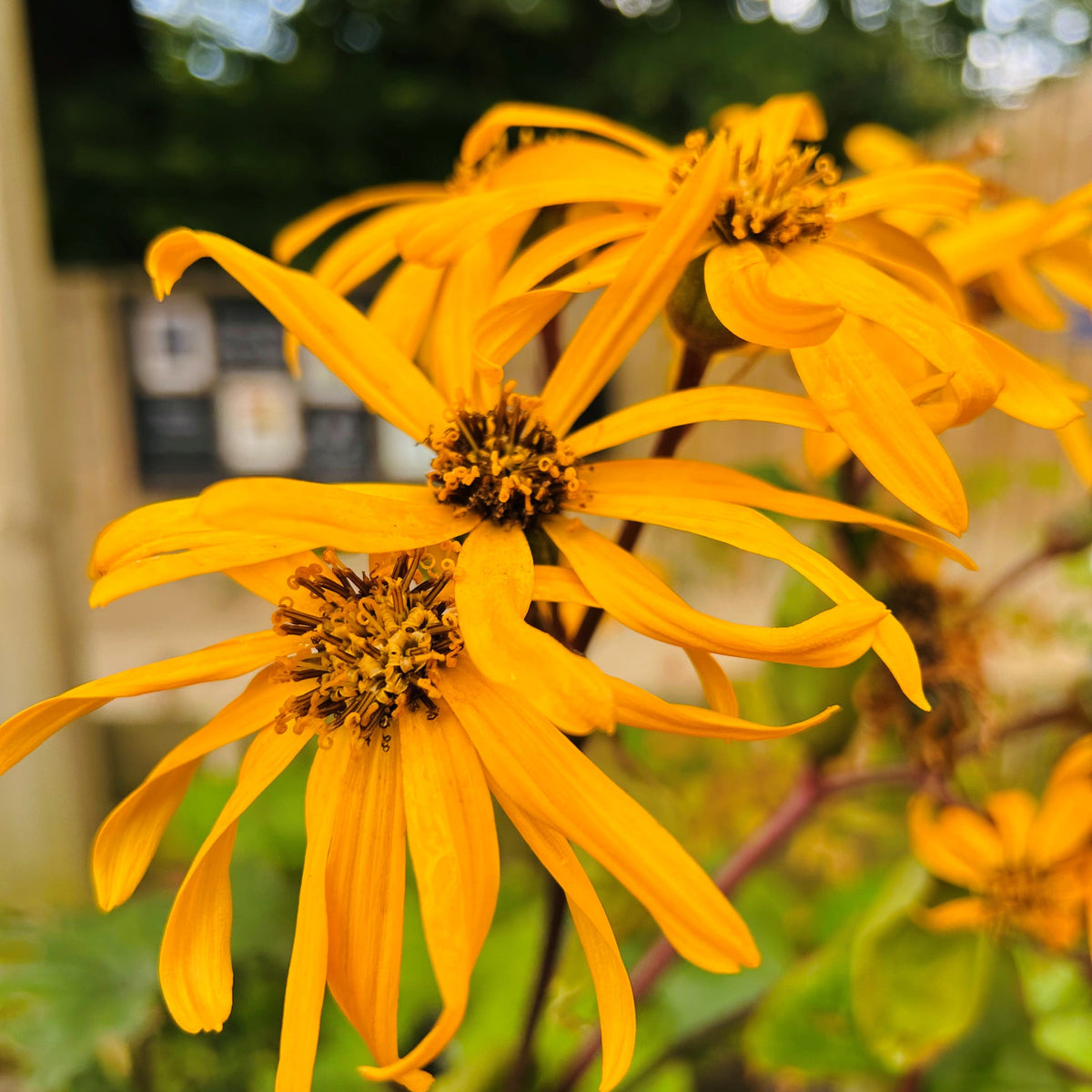 Ligularia dentata 'Othello' (3L)