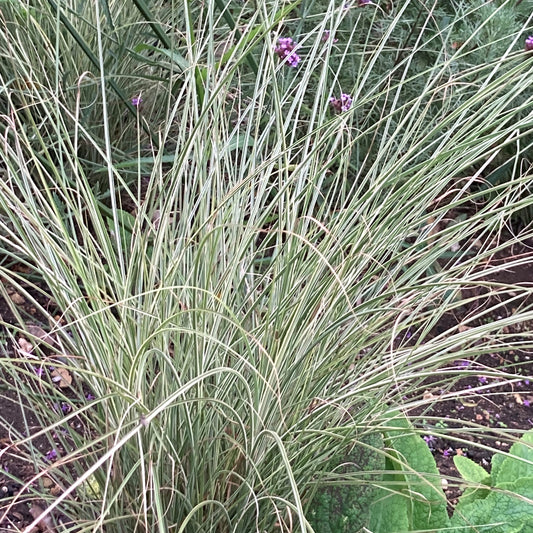 Miscanthus sinensis 'Morning Light' (2L)