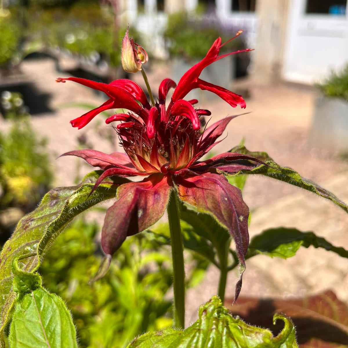 Monarda 'Cambridge Scarlet' (2L)