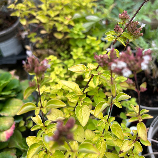 Origanum vulgare 'Thumble's Variety' (1L)