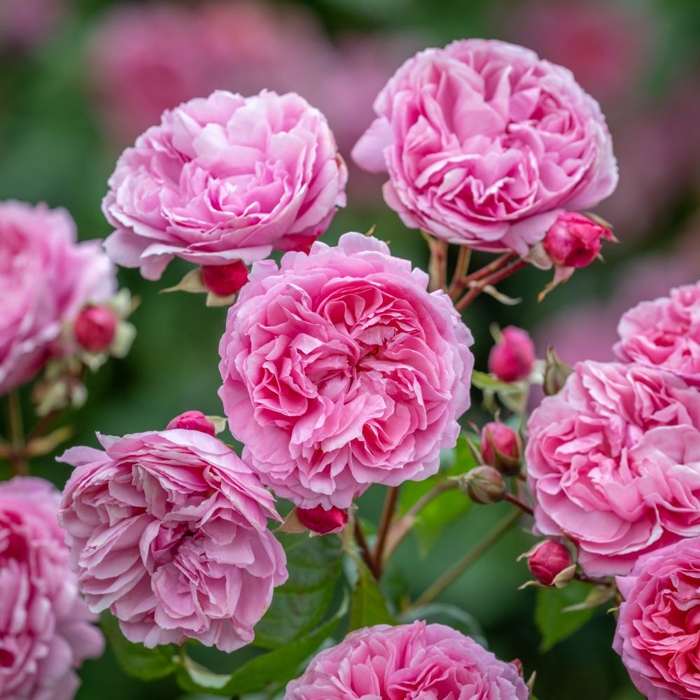 Penelope Lively (English Shrub)