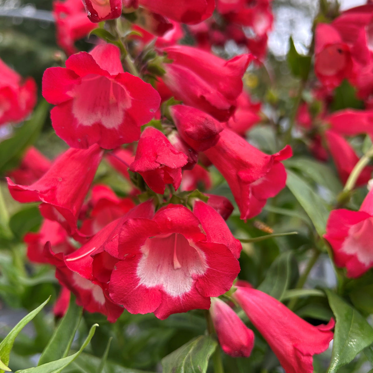 Penstemon 'Phoenix Red' (2L) (PBR)