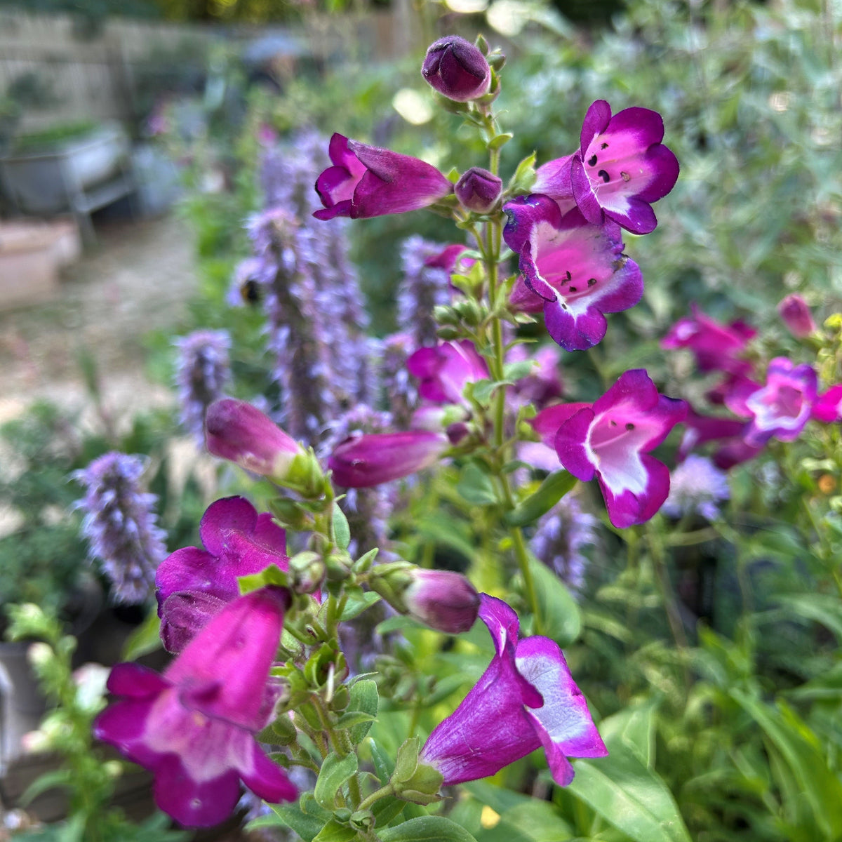 Penstemon 'Phoenix Violet' (2L) (PBR)