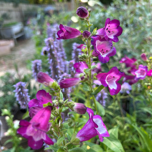 Penstemon 'Phoenix Violet' (2L) (PBR)