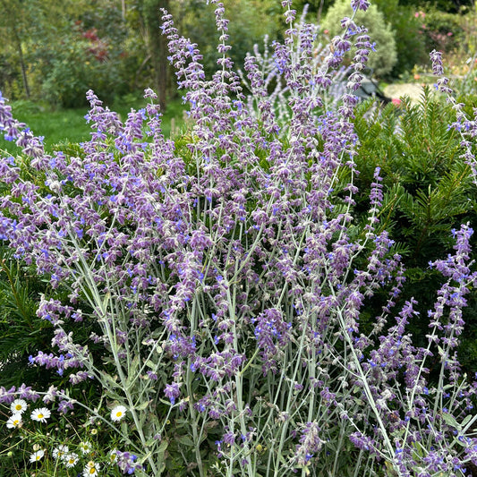 Perovskia 'Blue Spire' (9cm)
