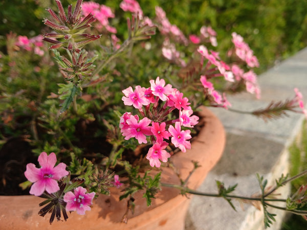 Summer Containers - Friday, May 8 - 11am-1pm