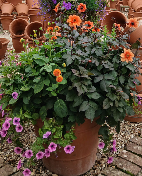 Summer Containers - Friday, May 8 - 11am-1pm