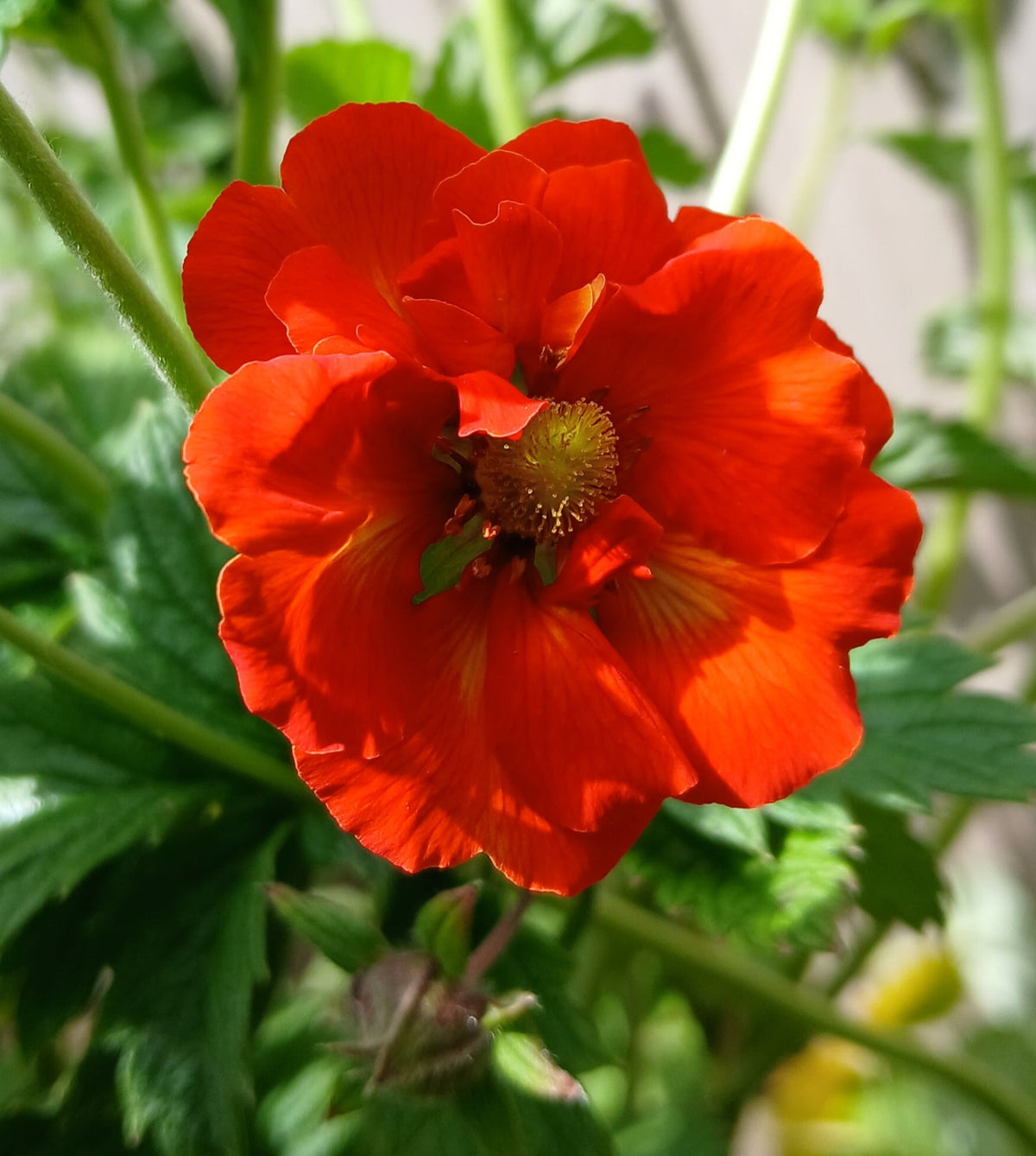 Potentilla 'William Rollison' (2L)
