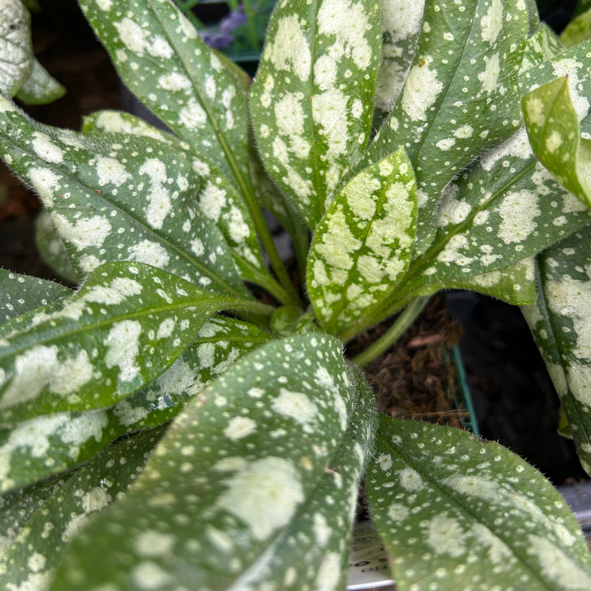 Pulmonaria 'Opal' (9cm)