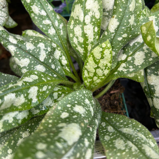 Pulmonaria 'Opal' (9cm)