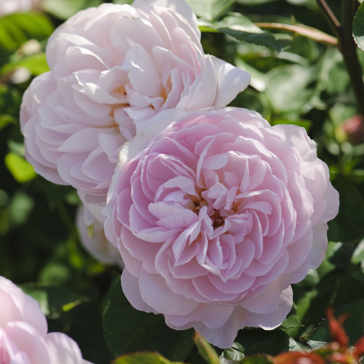 Gentle Hermione  (English Shrub)