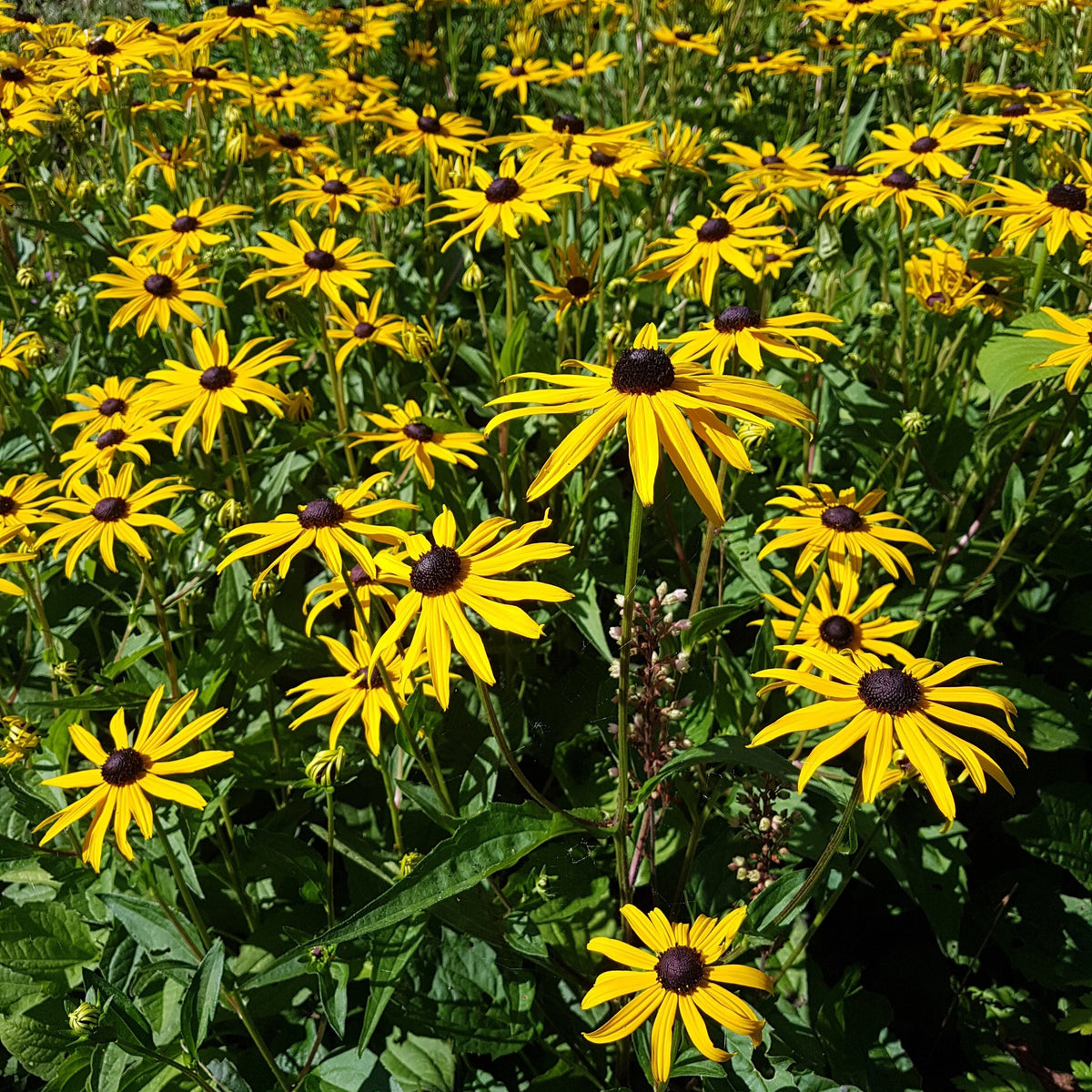 Rudbeckia  fulgida var. sullivantii 'Goldsturm' (2L)