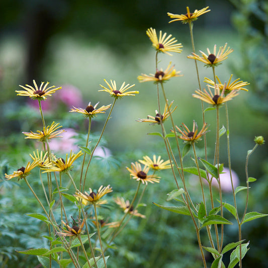 Rudbeckia subtomentosa 'Henry Eilers' (2L)