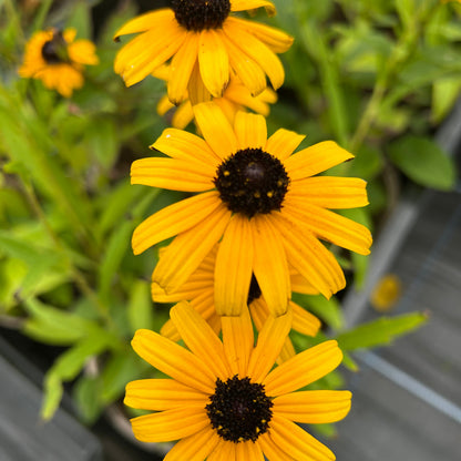 Rudbeckia fulgida var. speciosa (3L)
