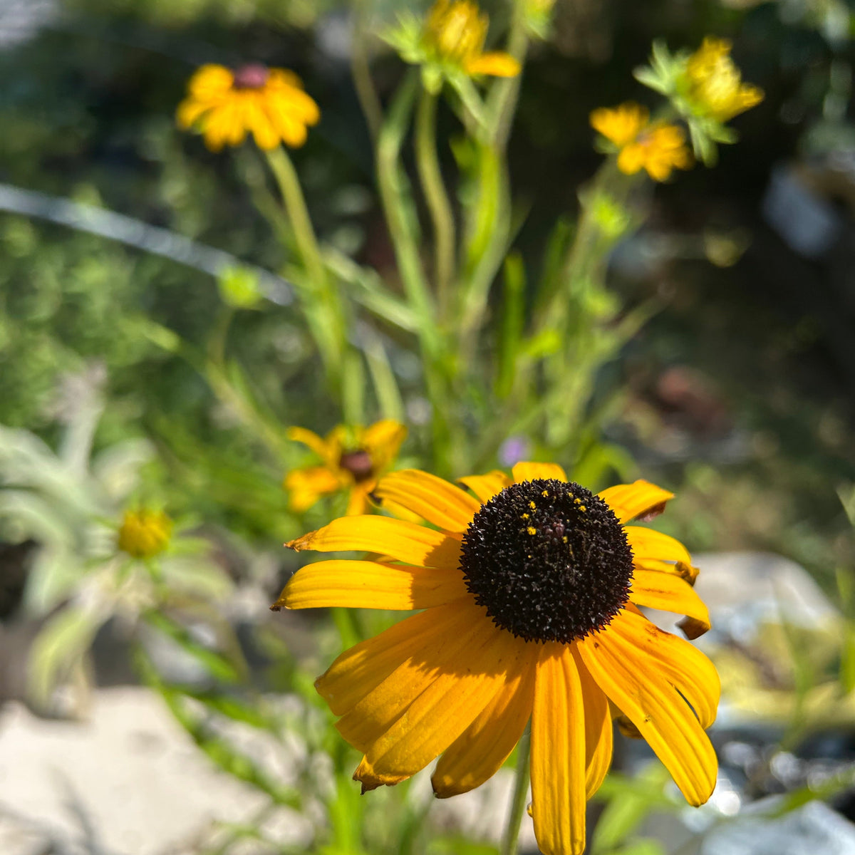 Rudbeckia fulgida var. speciosa (3L)
