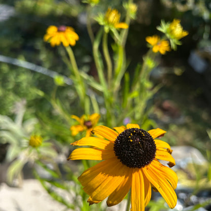 Rudbeckia fulgida var. speciosa (2L)