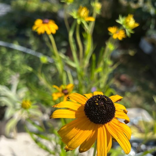 Rudbeckia fulgida var. speciosa (2L)