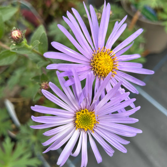 Aster x frikartii  'Mönch'  (2L)