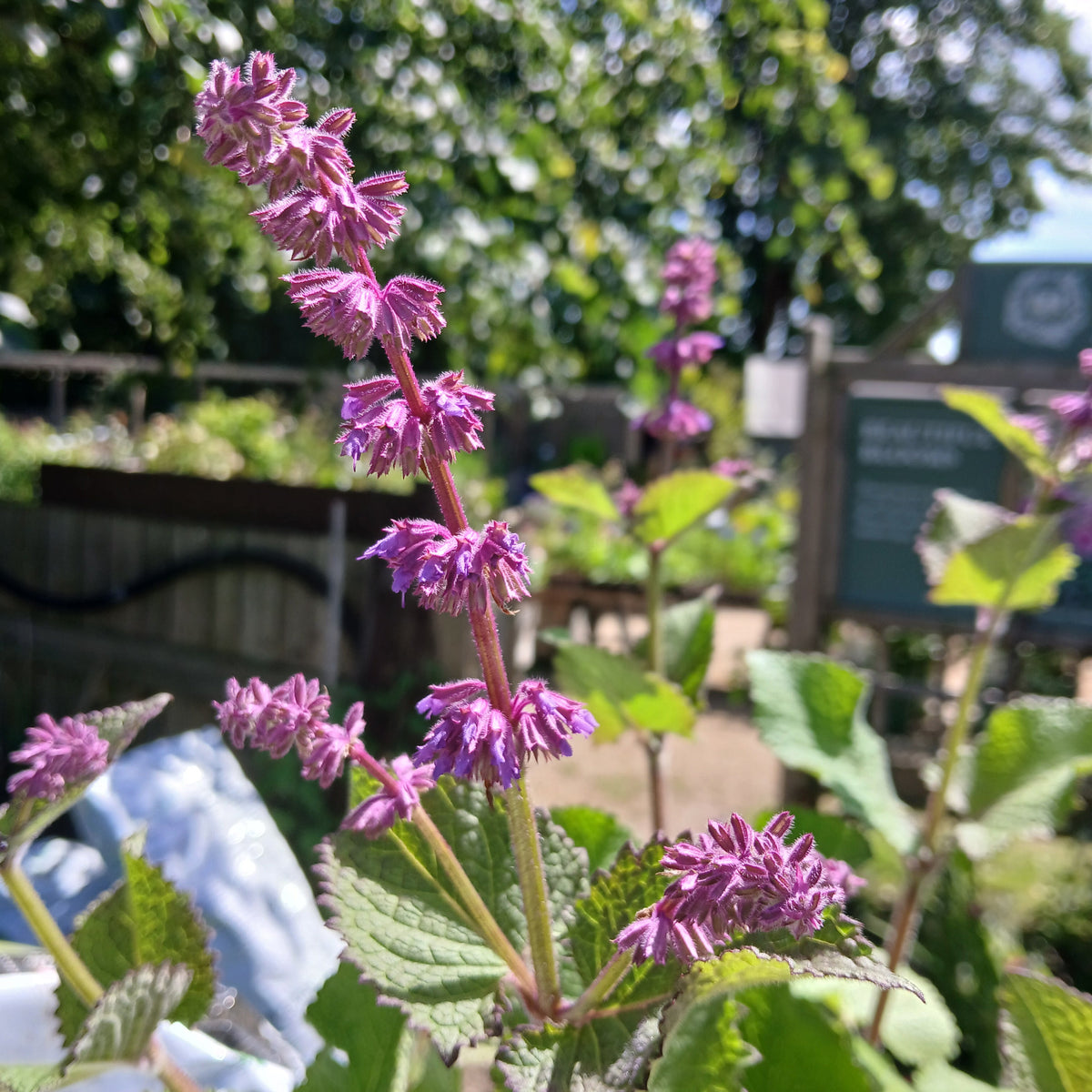 Salvia verticillata 'Purple Rain' (2L)