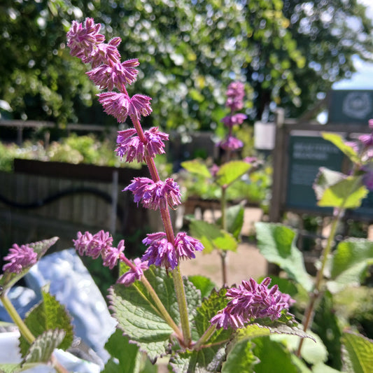 Salvia verticillata 'Purple Rain' (2L)