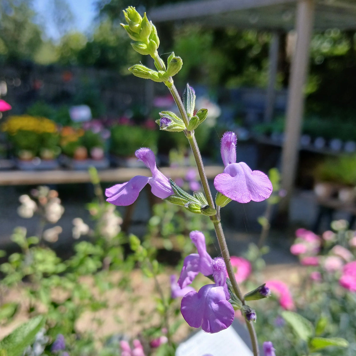 Salvia 'Violin Music' (2L)