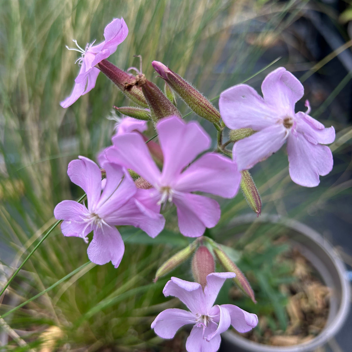 Saponaria × lempergii 'Max Frei' (1L)