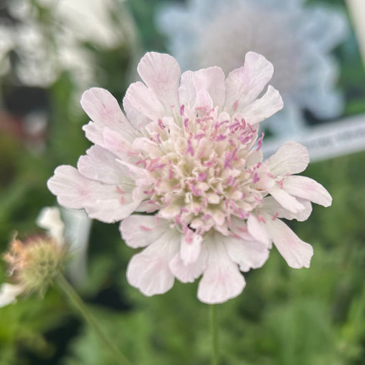 Scabiosa 'Kudo White' (9cm)