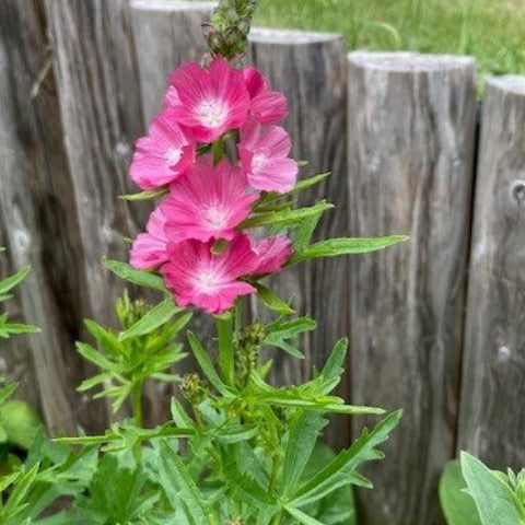 Sidalcea 'William Smith' (2L)