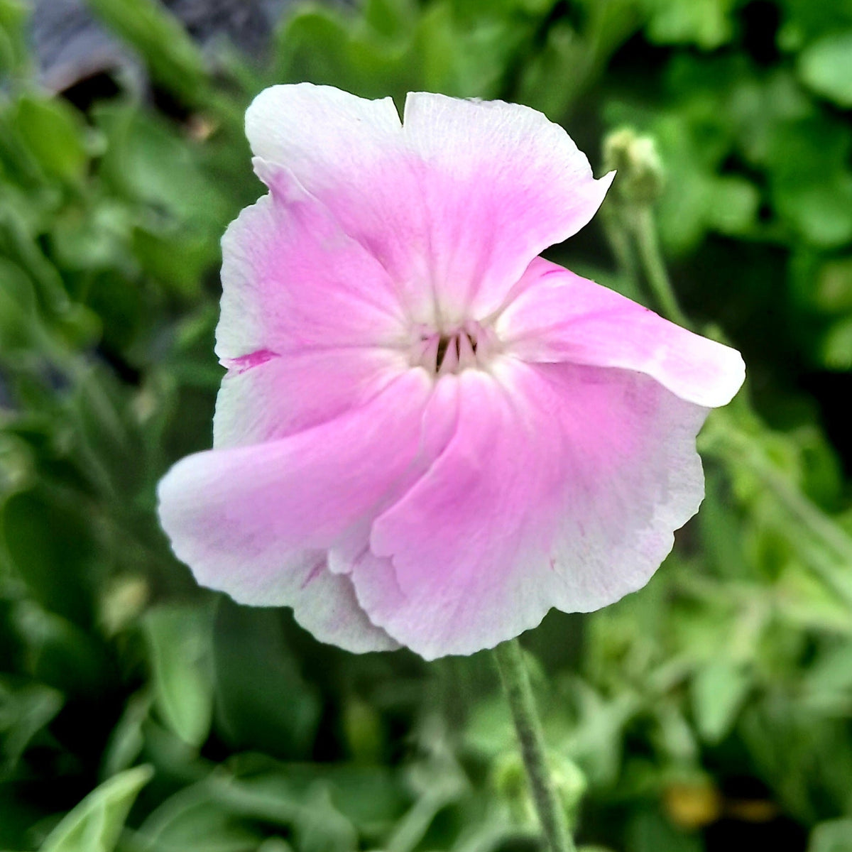 Silene coronaria Oculata Group (2L)