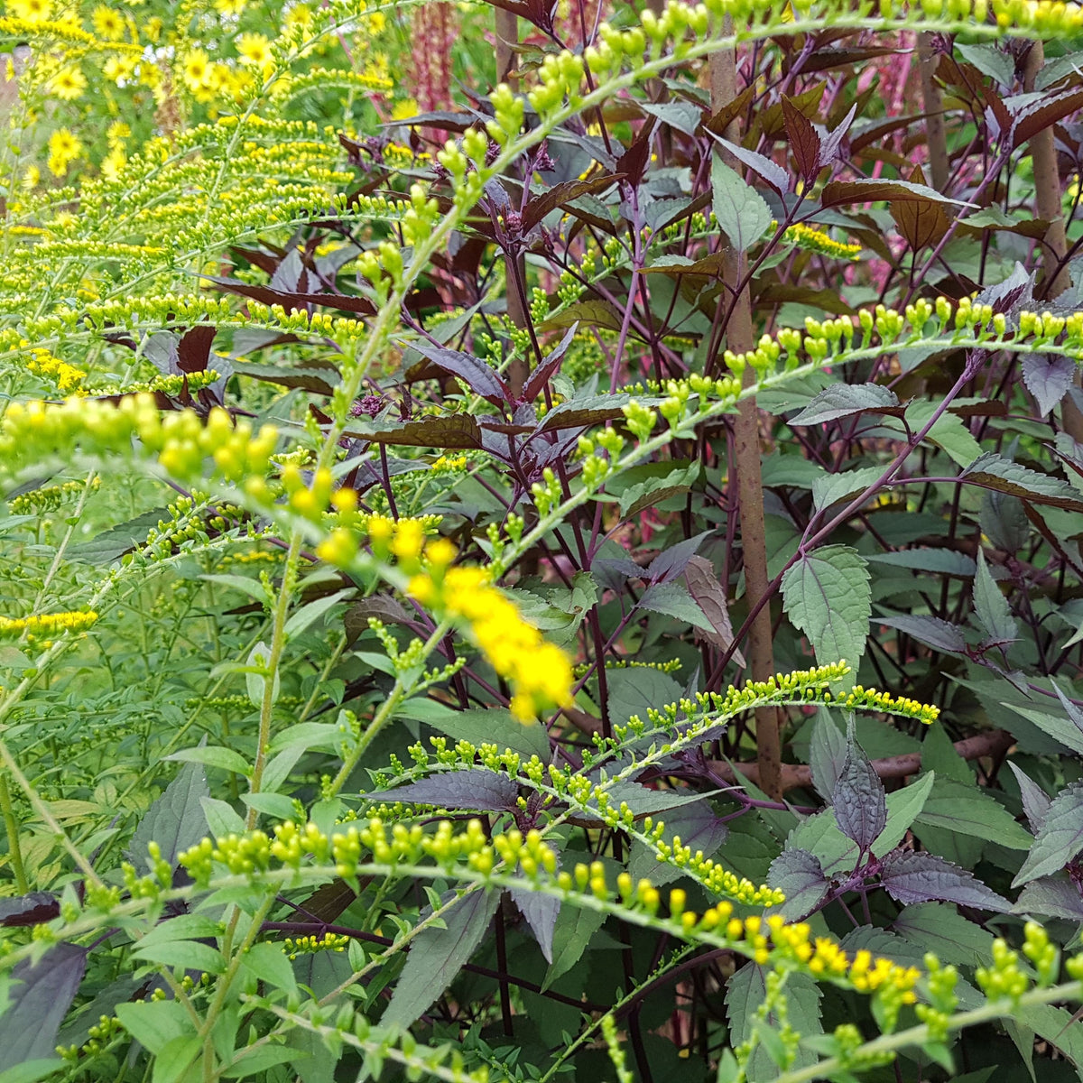 Solidago rugosa 'Fireworks' (2L)